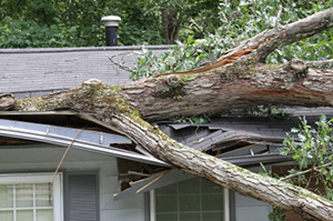 A large tree has fallen on the roof of a home, damaging it.. - https://www.quincymutual.com/